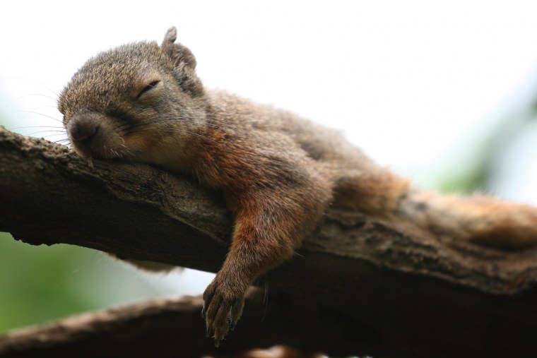 Ленивая белка