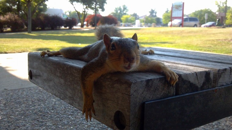 Бельчонок спит