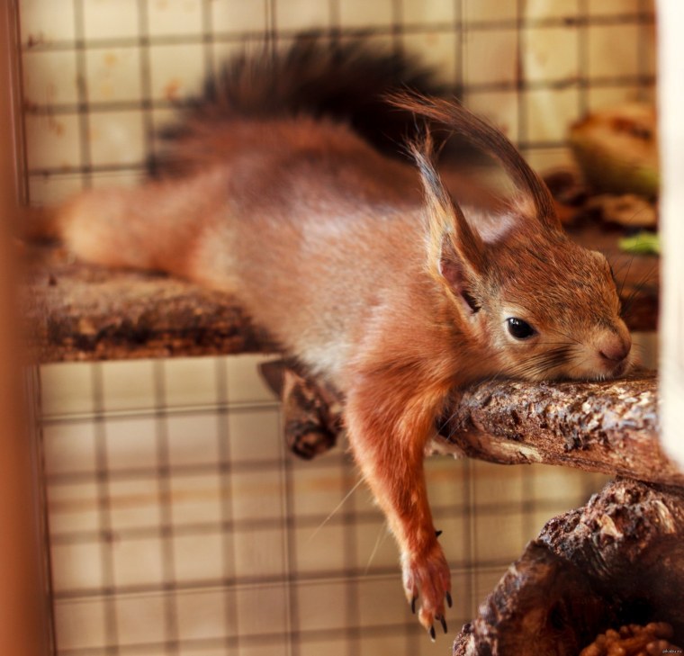 Грустный Бельчонок