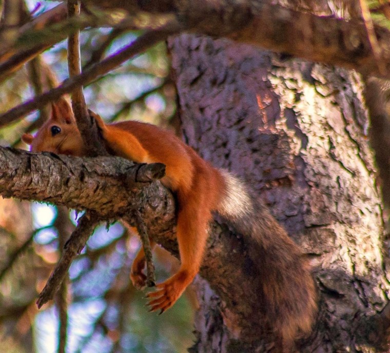 Белка лежит