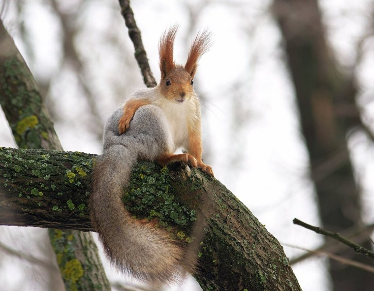 Смешные белки