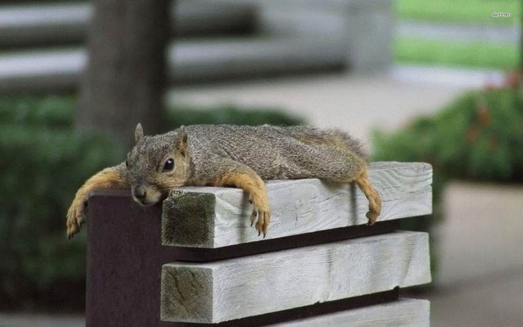 Ленивая белка