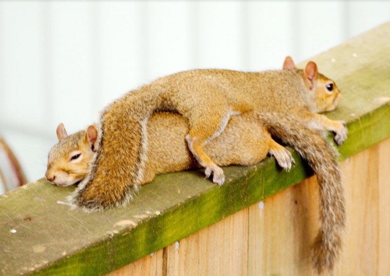 Уставшая белка приколы