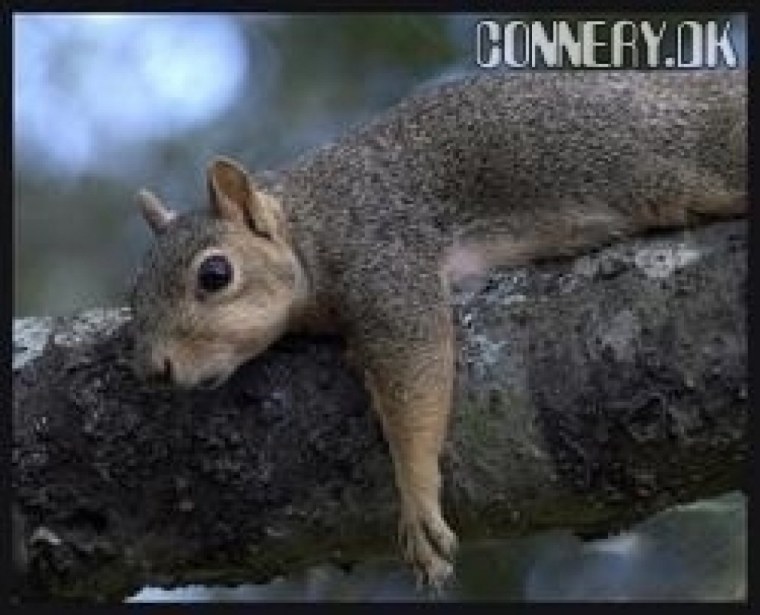 Белка лежит