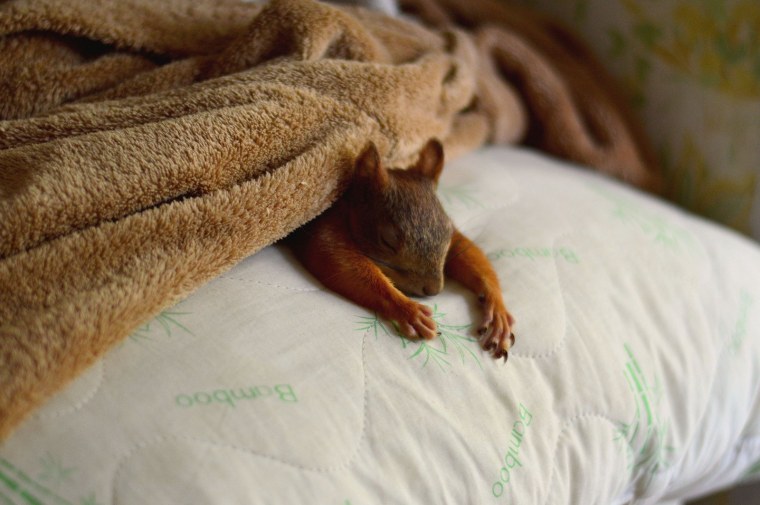 Белка плывет