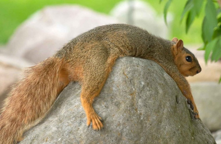 Белка лежит