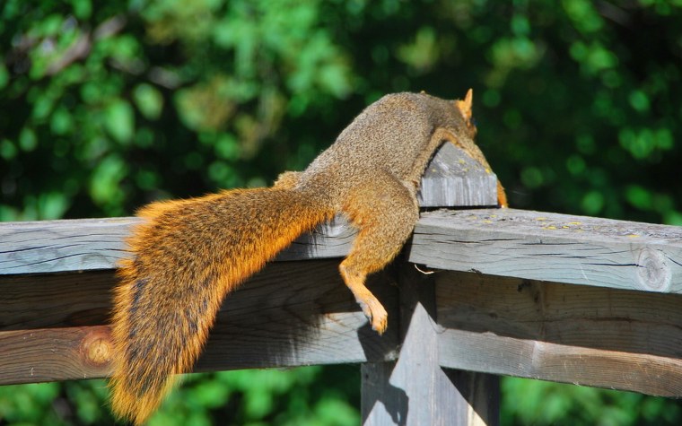 Белочка плачет