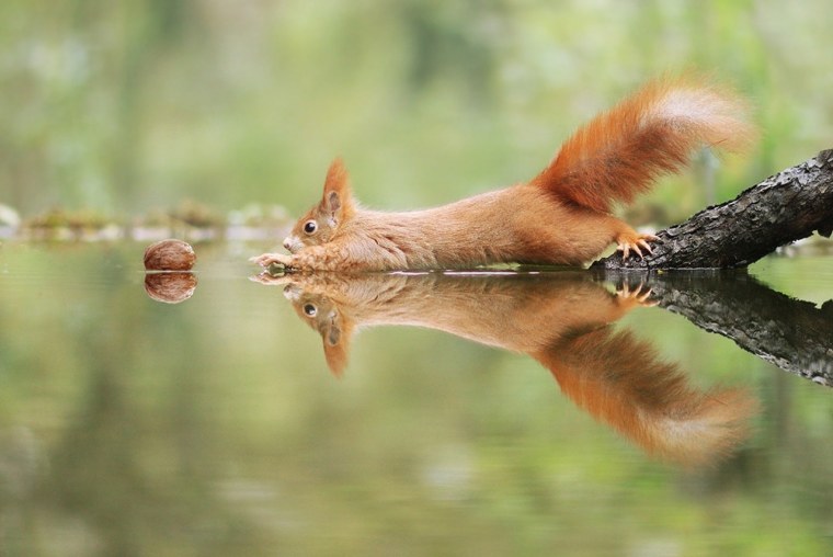 Спокойной ночи Бельчонок