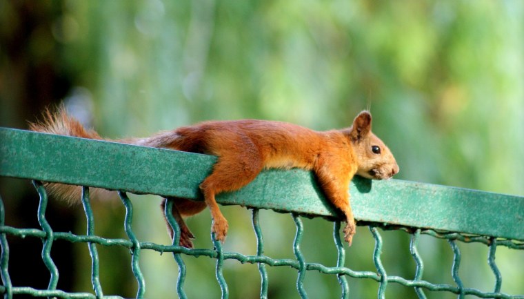 Белка за компьютером