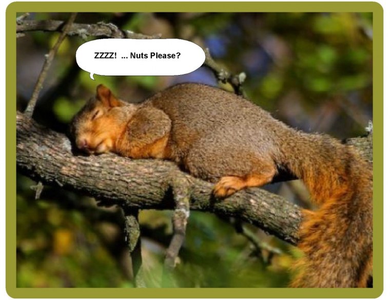 Белка за компом