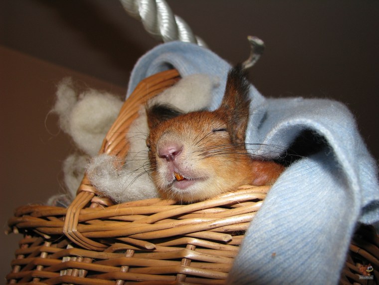 Приколы про белок