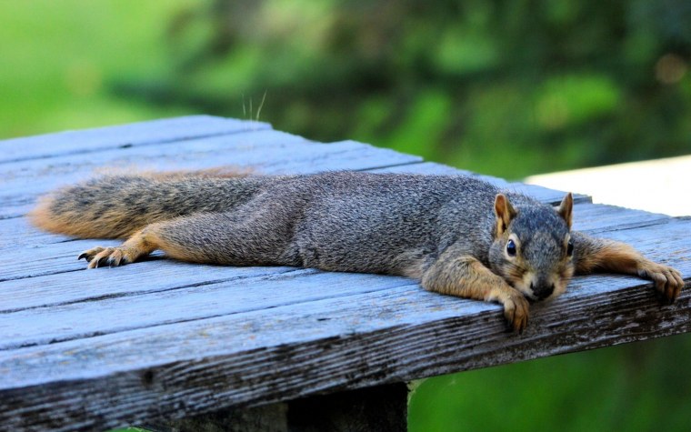 Белка на отдыхе