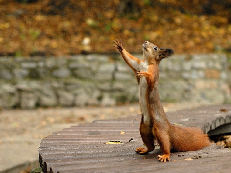 Мокрая белка