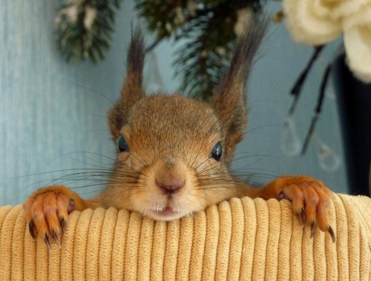 Ленивая белка