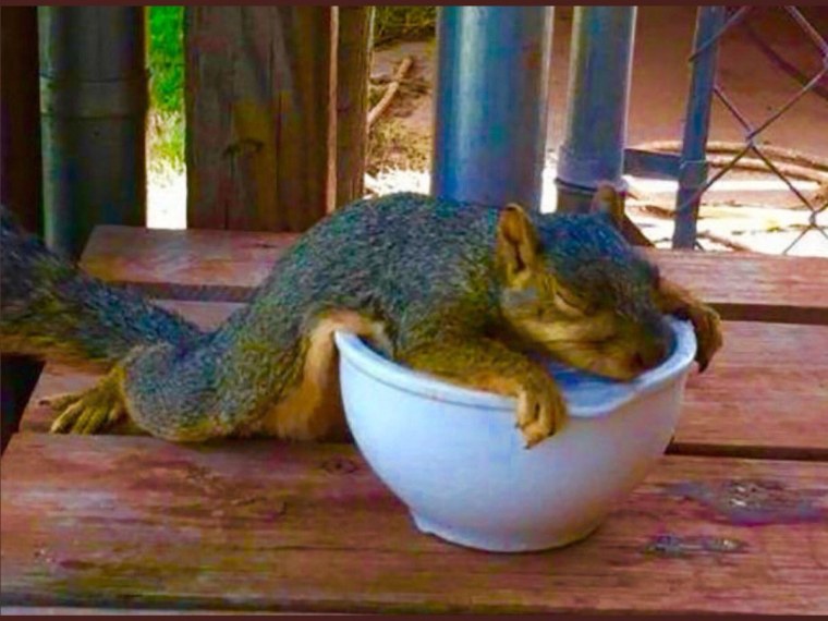 Спящие белки