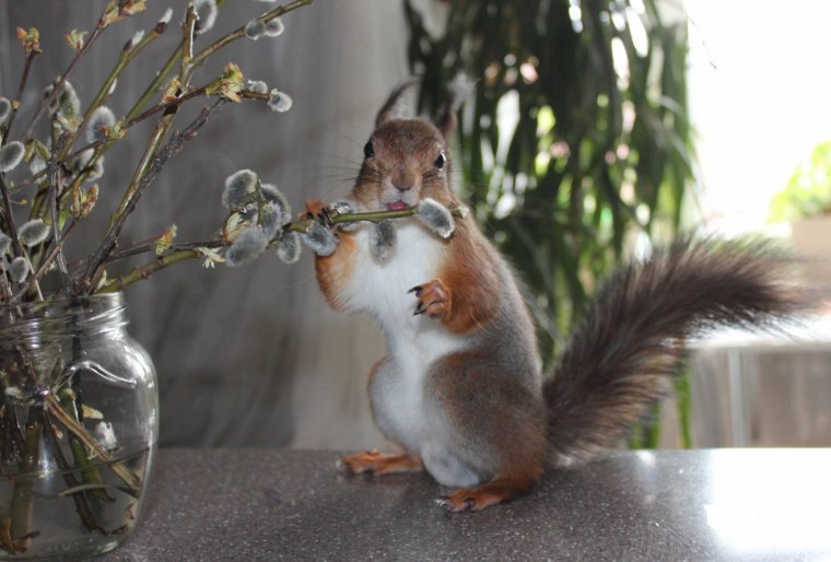 Спящие белки