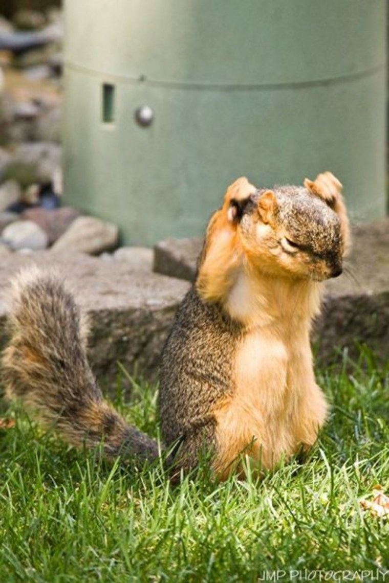 Сонный Бельчонок