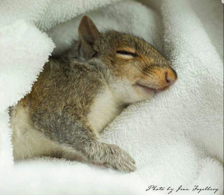 Белка на шпагате