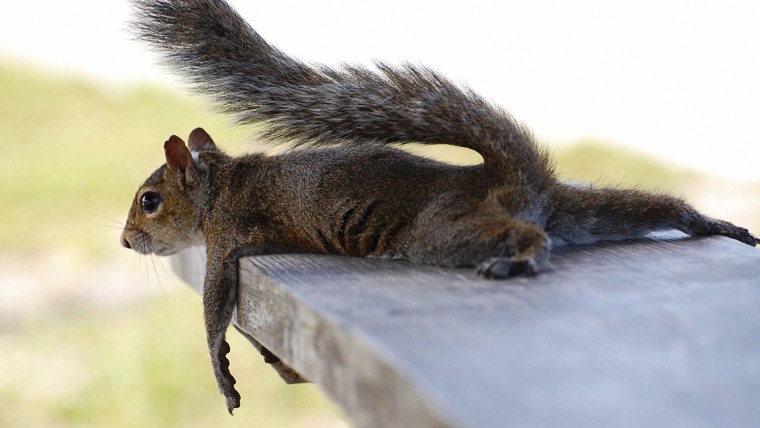 Забавные животные