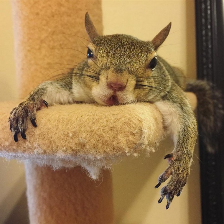 Белочка спит