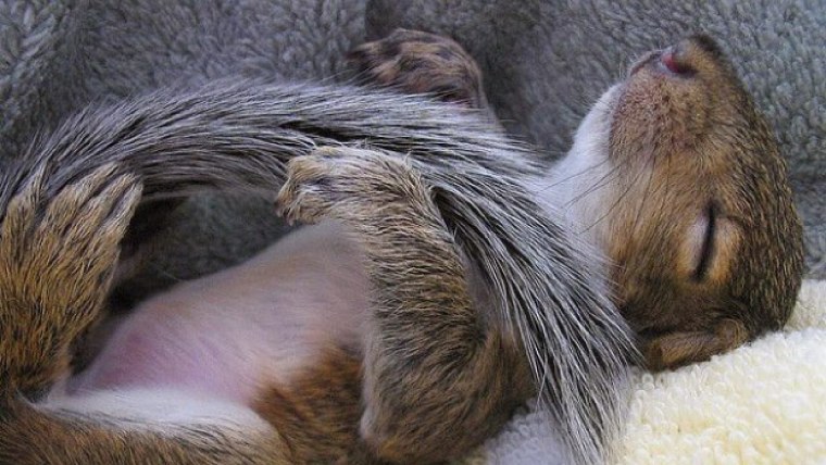 Просящая белка