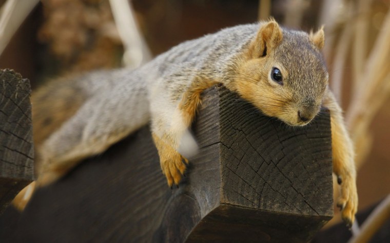 Белка лежит на спине