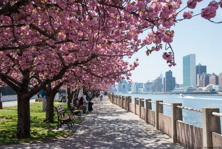 Нью Йорк централ парк Сакура