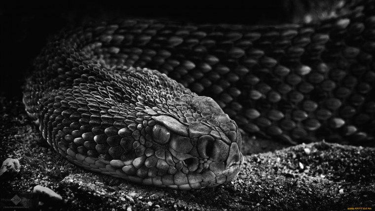 Змея на черном фоне