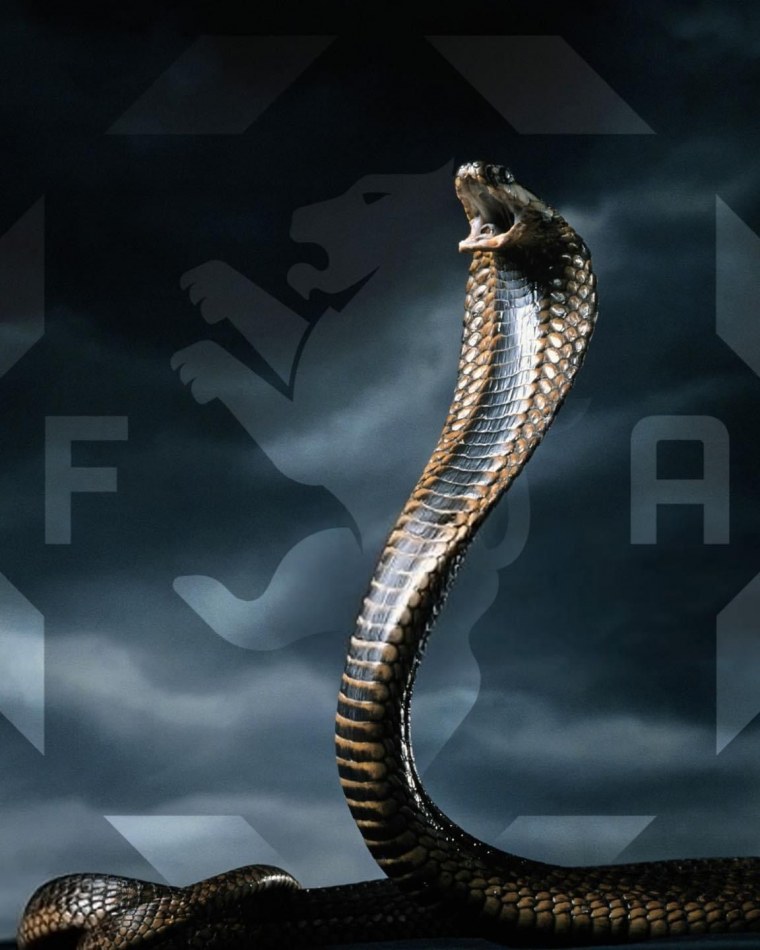 Черная мамба логотип