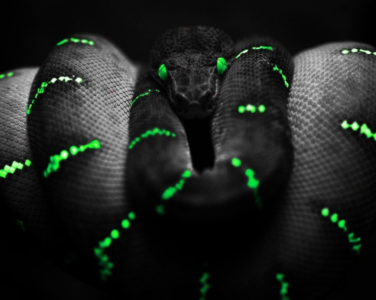 Заставка на айфон змея