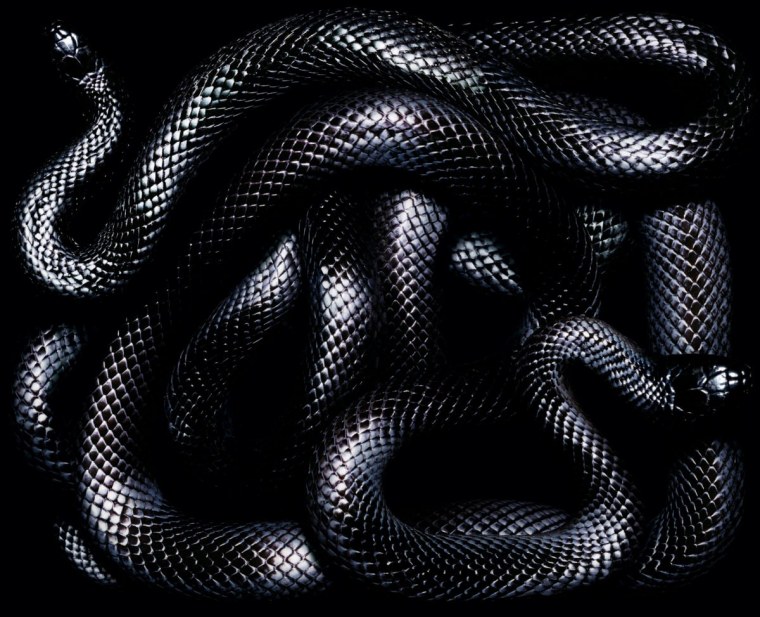 Змеи эвил Преваилс