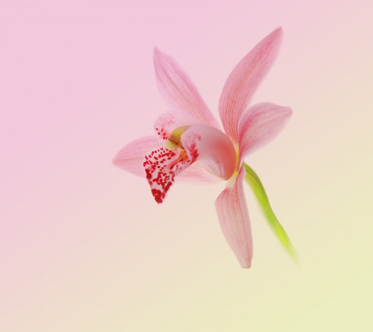 Обои Huawei Nova