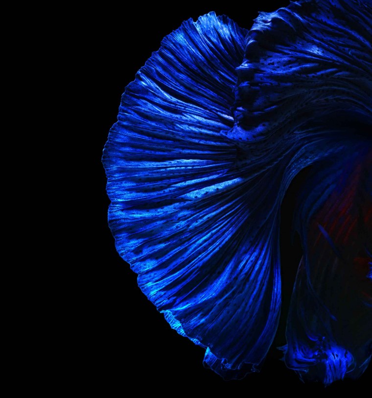 Обои Huawei Nova