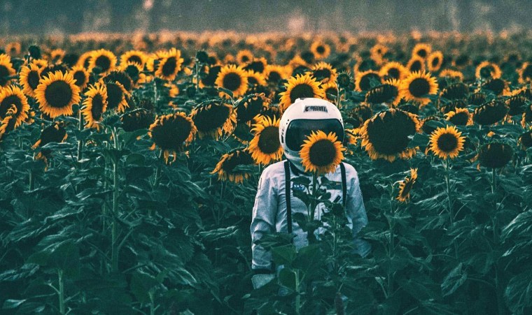 Поле подсолнухов аниме