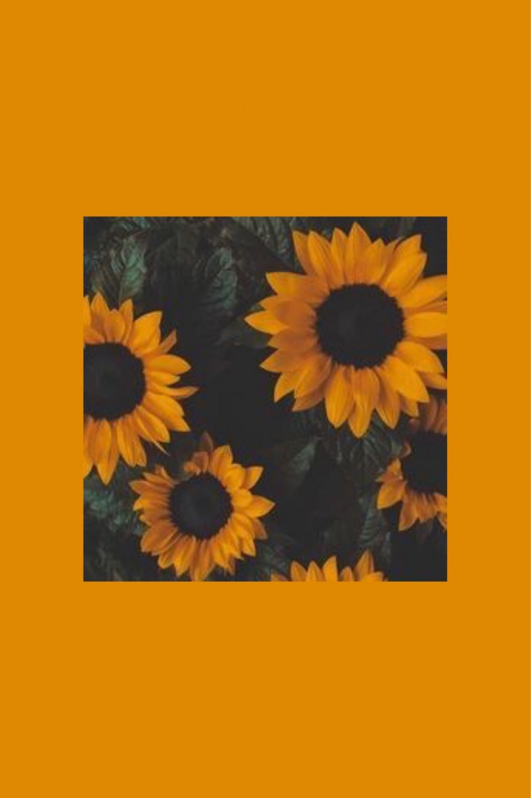 Подсолнухи на столе