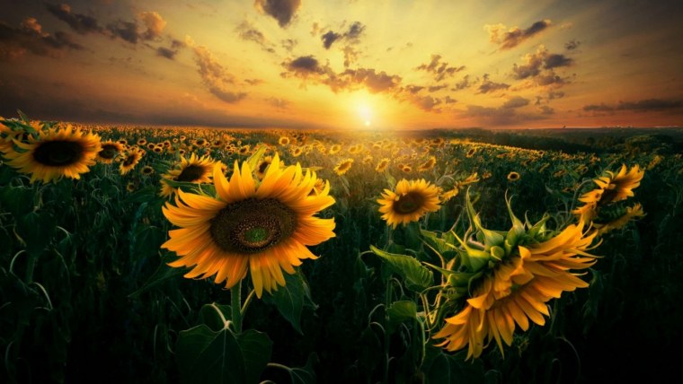 Аниме подсолнух