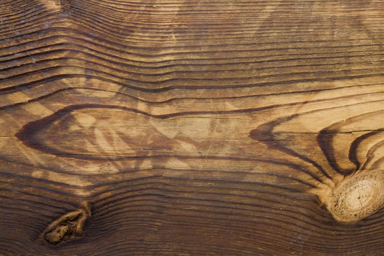 Шпон карагач