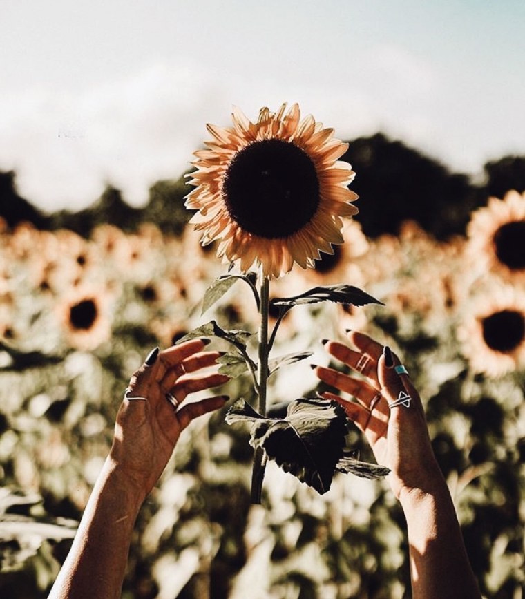 Подсолнух в руке