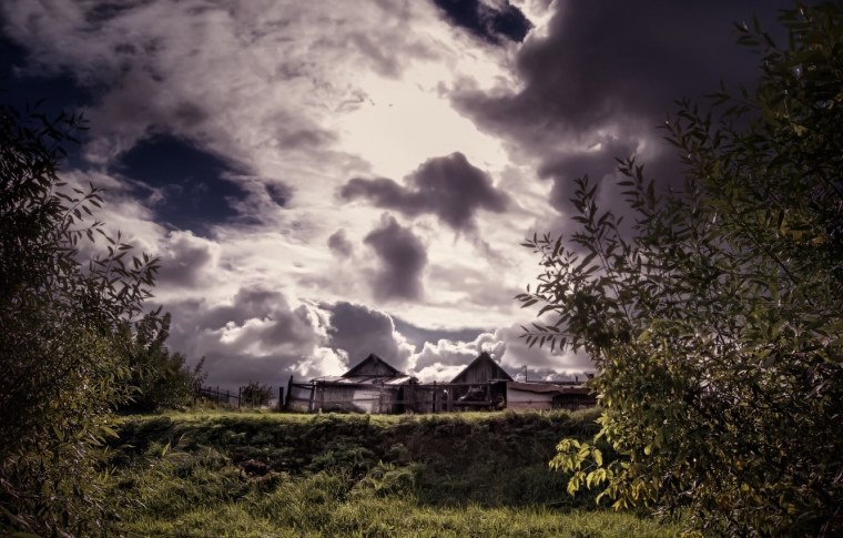 Красивые лошади в деревне