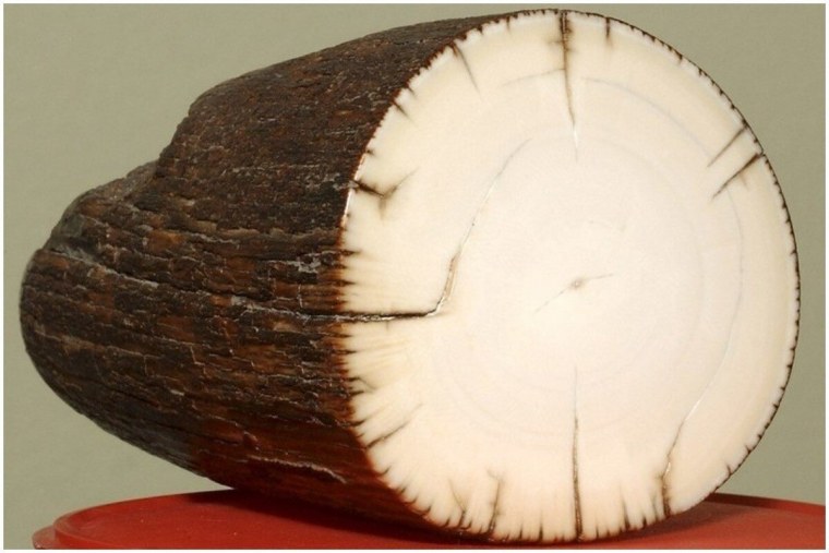 Гренландский морж