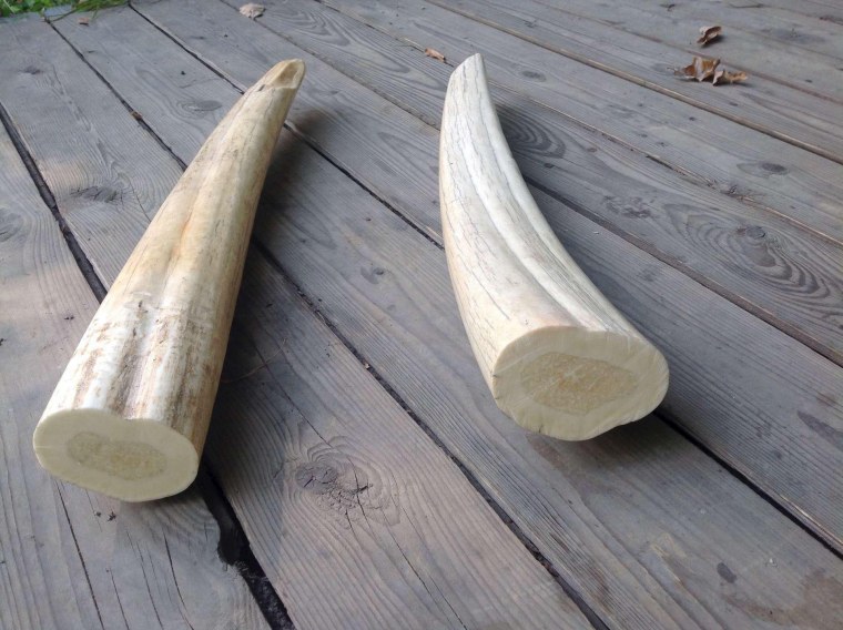 Бивень мамонта