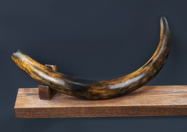 Бивень Постер