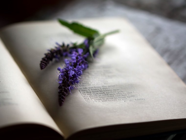 Эстетика книг и цветов