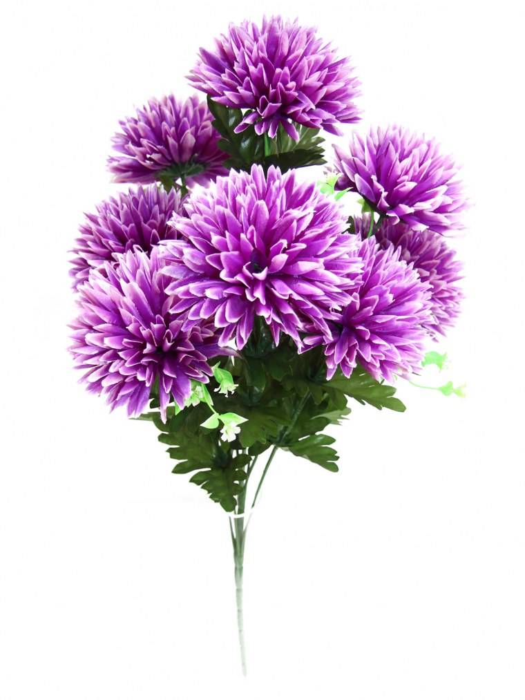 Цветок Астра.