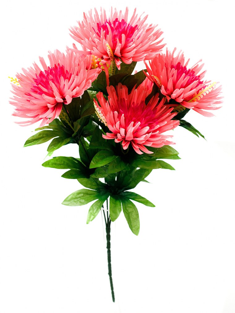 Астра на белом фоне