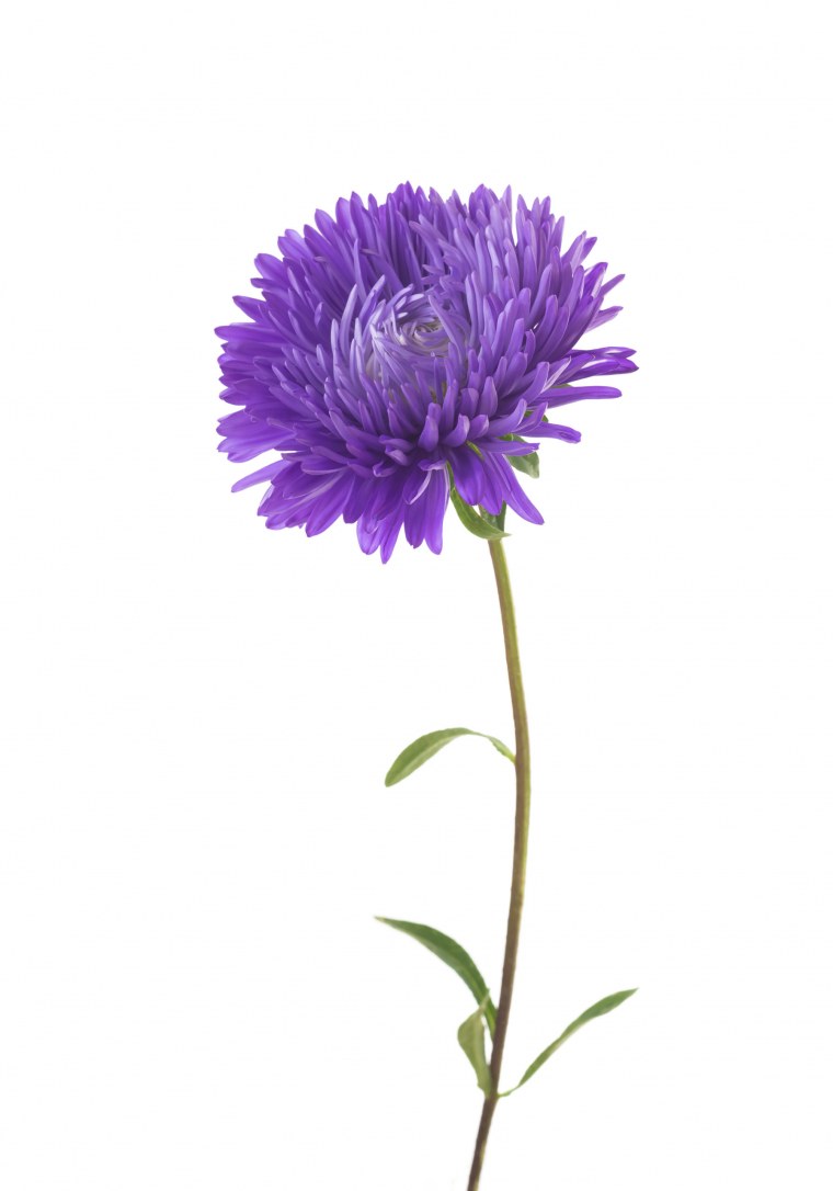 Астра цветок листья