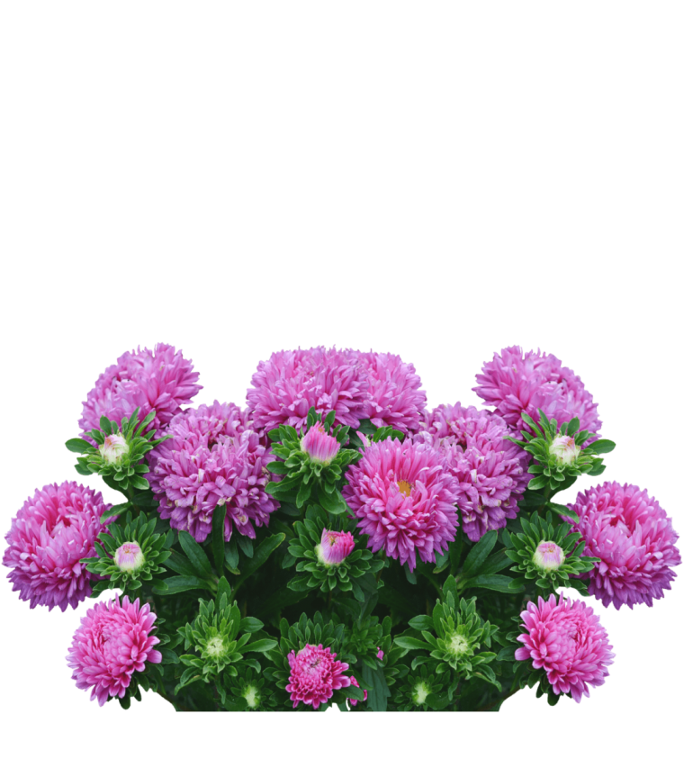 Астра Фламир смесь