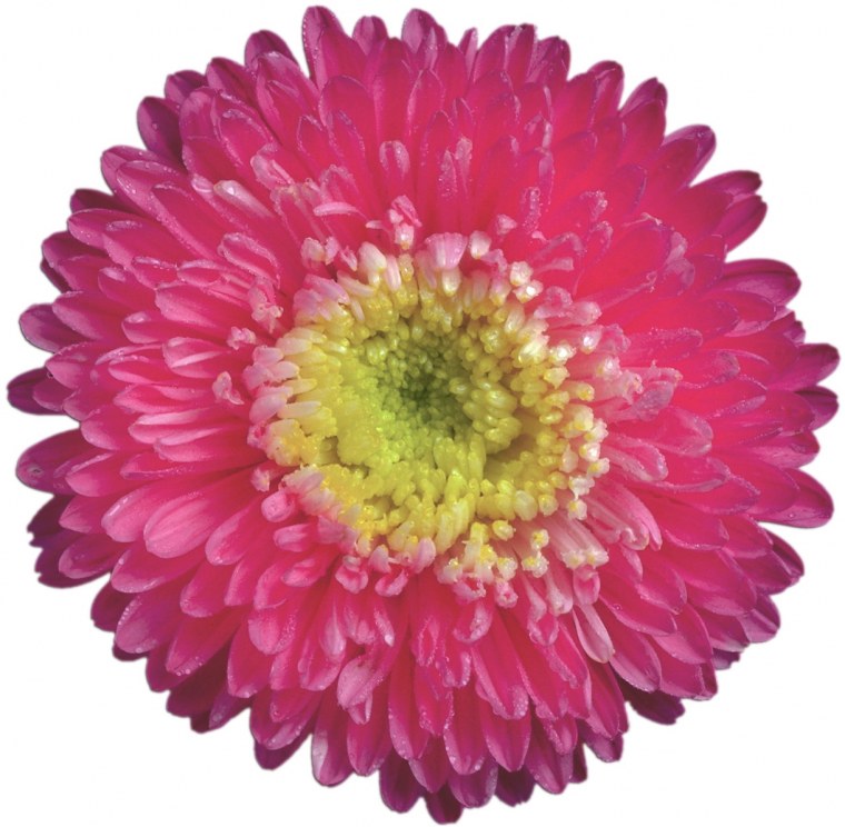 Астры круглые