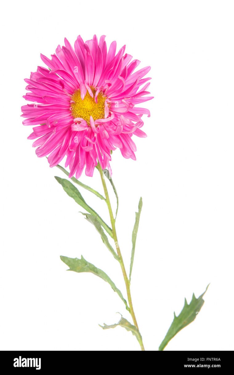 Астра на белом фоне