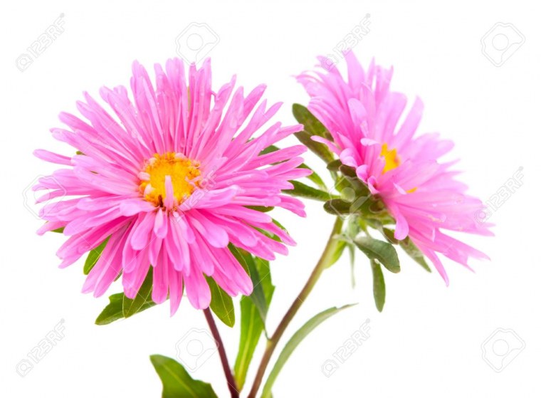 Цветок Астра.